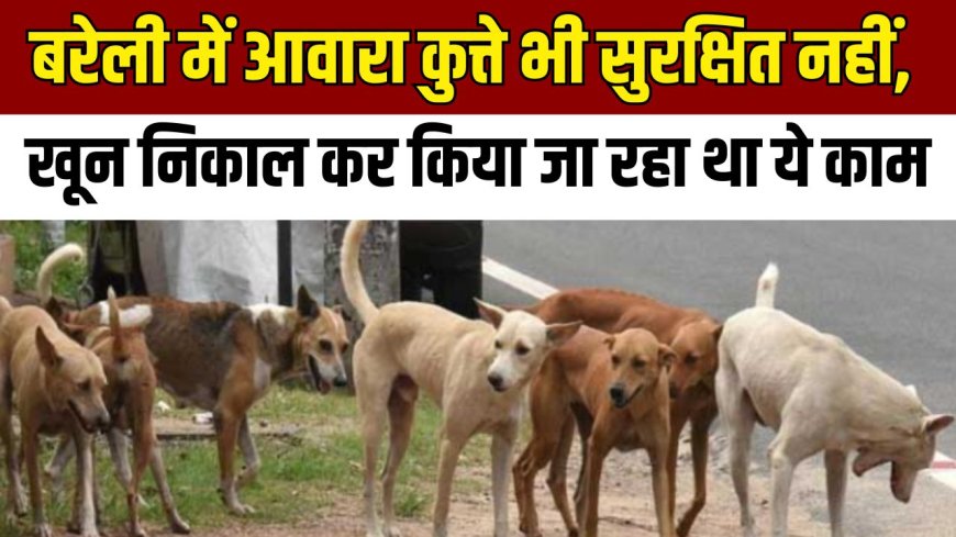 UP Bareilly News : बरेली में आवारा कुत्ते भी सुरक्षित नहीं, खून निकाल कर किया जा रहा था ये काम 