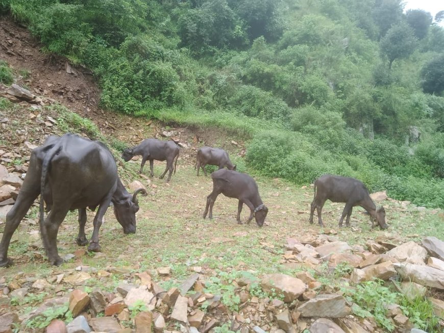 Uttarakhand news:  कृषि और पशुपालन विभागों में स्टाफ की कमी , पलायन को मजबूर पहाड़ी क्षेत्रों के लोग